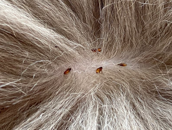 Cat fleas