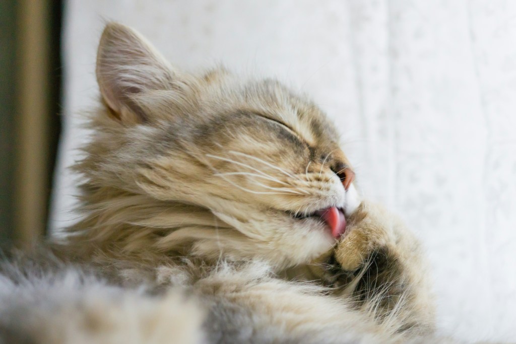 Cat grooming
