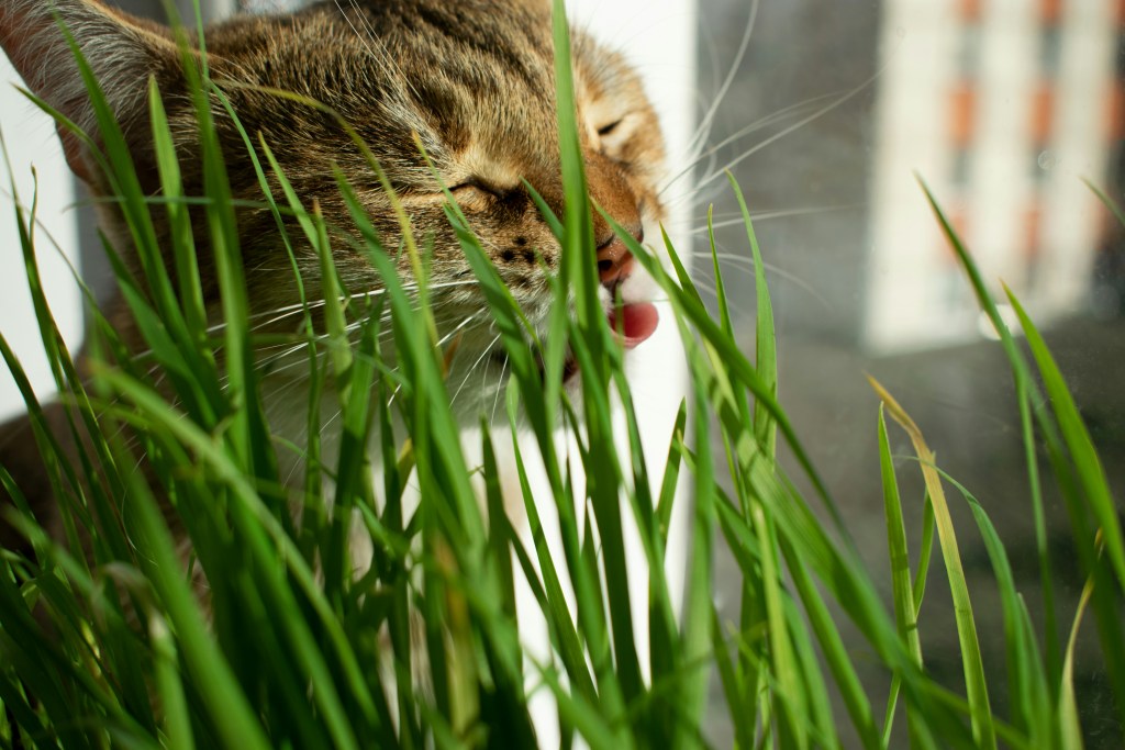 Cat eating grass