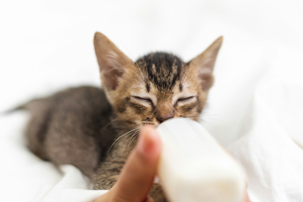 Kitten drinking milk