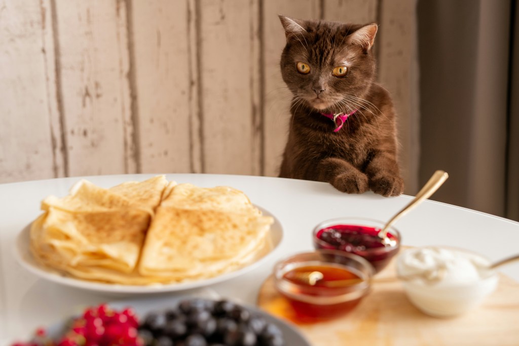 Cat on Kitchen Counter