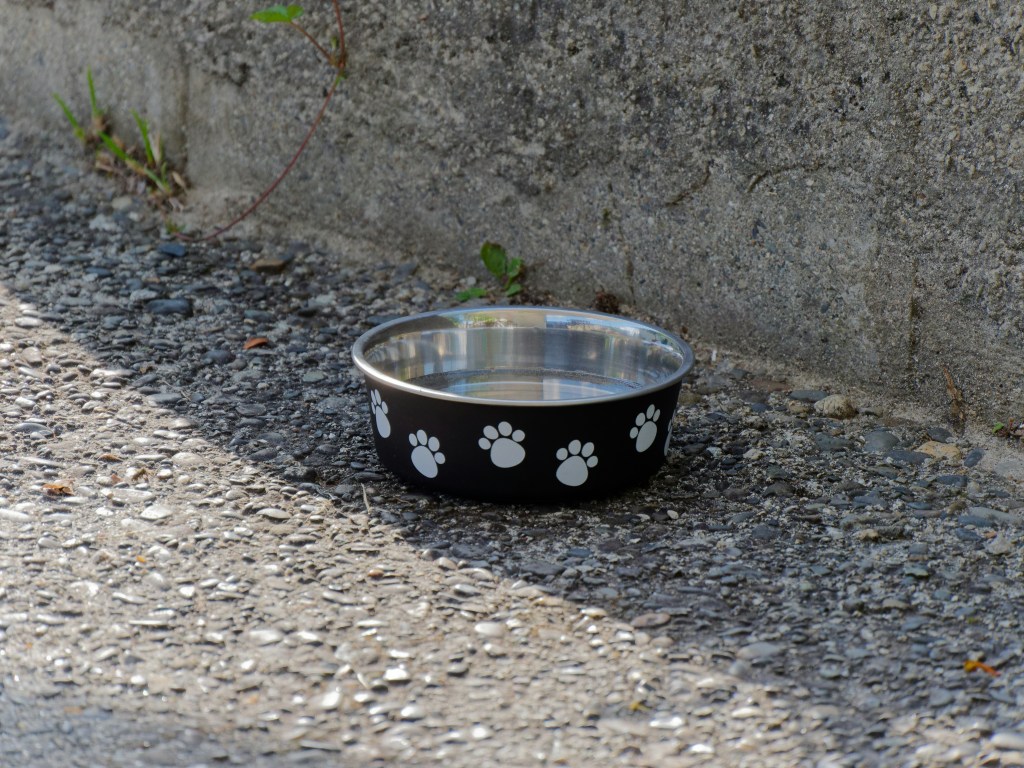 water bowl