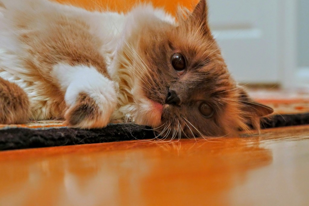 cat licking