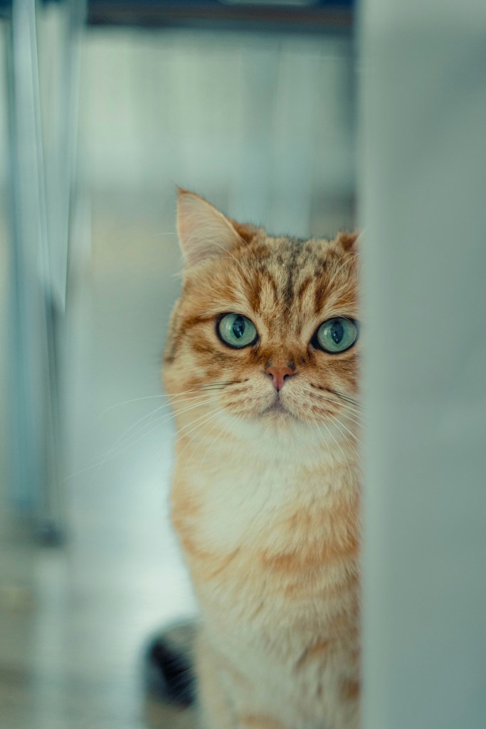 Cat in kitchen
