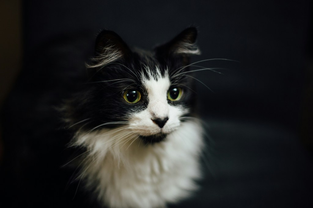 Tuxedo Cat