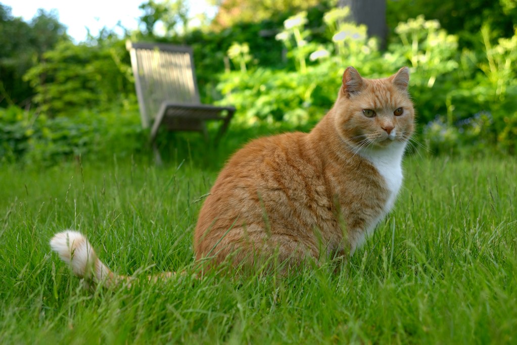 cat in grass garden